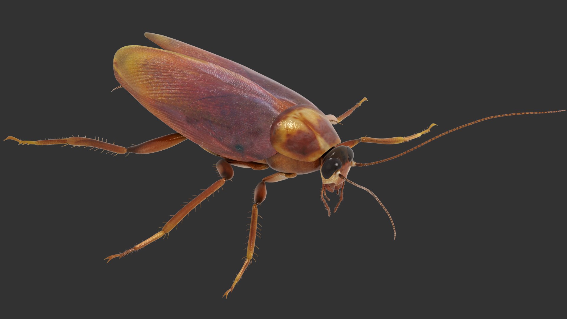 Cockroach3Dモデル - TurboSquid 1978519