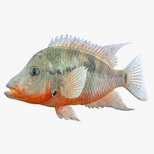 Thorichtys Cichlid fish 3D model