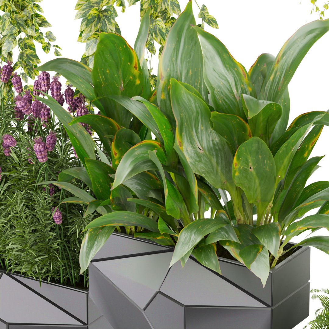 Collection plant vol 501 - blender 3D model https://p.turbosquid.com/ts-thumb/Ai/vRL2Vy/hQ/3/jpg/1690454350/1920x1080/fit_q87/7778c3bb36949de1499949ad290ceb5d593d5917/3.jpg
