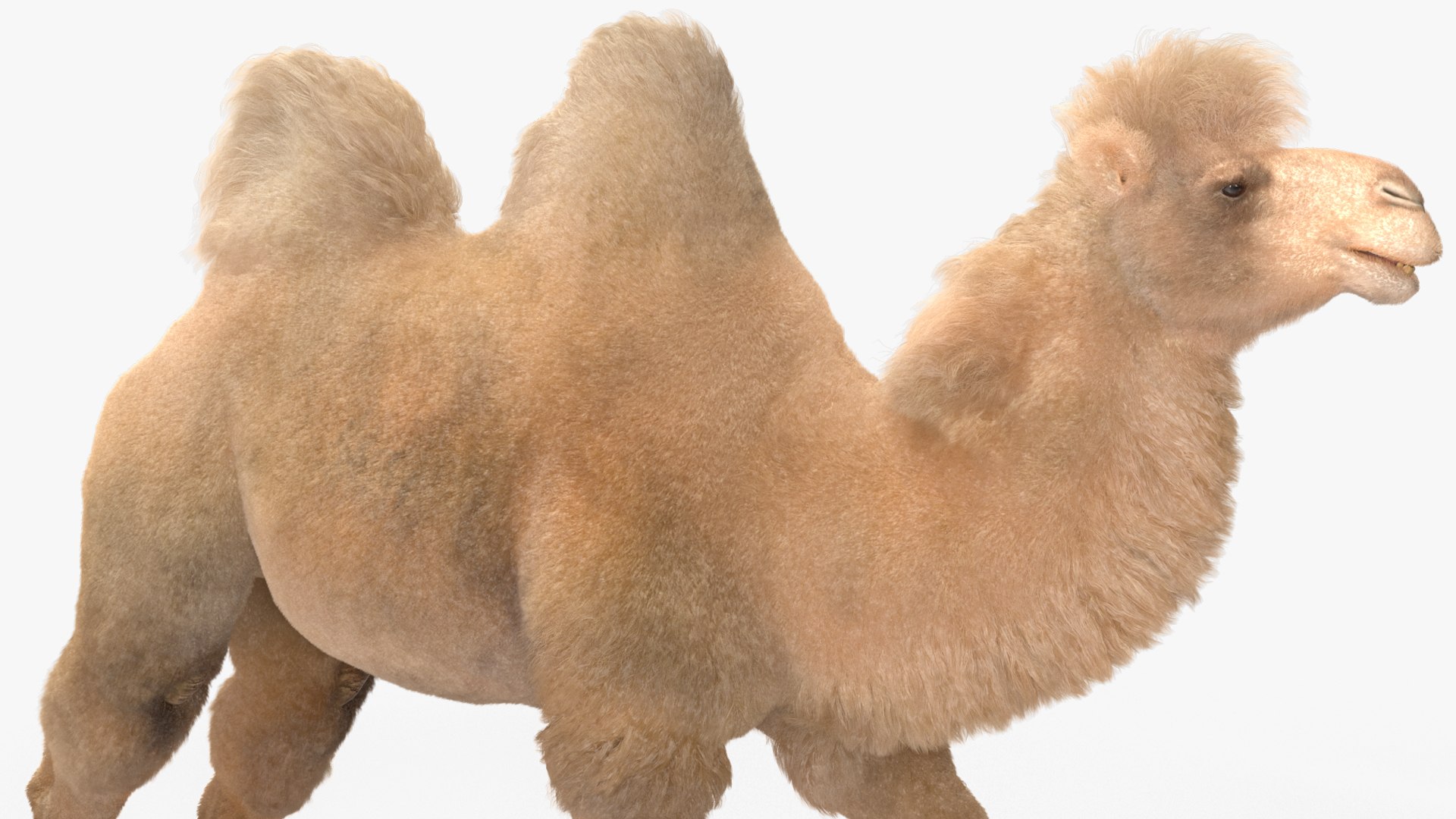 3D Arab Man with Camel on Desert Fur https://p.turbosquid.com/ts-thumb/Aj/DCphGF/3C/arabmanwithcamelondesertfur3dmodel025/jpg/1724756649/1920x1080/fit_q87/b0527e43dbab7834889a63105b036775d6c67984/arabmanwithcamelondesertfur3dmodel025.jpg