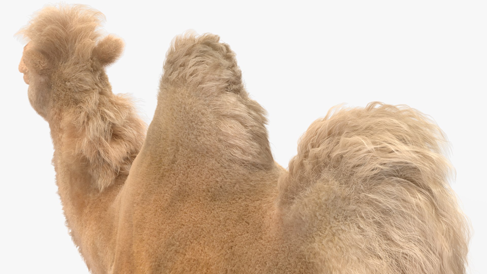 3D Arab Man with Camel on Desert Fur https://p.turbosquid.com/ts-thumb/Aj/DCphGF/VI/arabmanwithcamelondesertfur3dmodel026/jpg/1724756653/1920x1080/fit_q87/6a2bb10b4bb5bdae991509bdb9739066f15bc8c8/arabmanwithcamelondesertfur3dmodel026.jpg