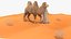Arabischer Mann mit Kamel auf Wüstenfell