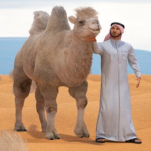 Arab Man with Camel on Desert Fur