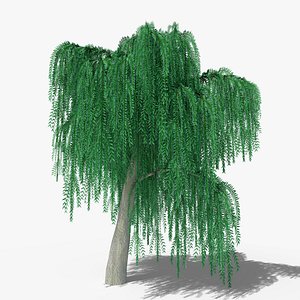 Weeping Willow v6 3D model