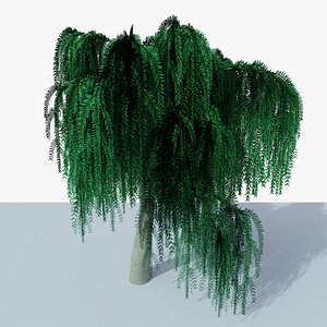 Weeping Willow v6 3D model