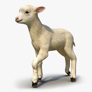 Lamb Rigged