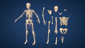Spine - Skeletal Hand Foot - RIB - Teeth - Jaw and Full Human Skeleton