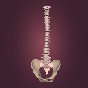 tailbone sternum spine 3D