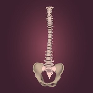 Spine - Tailbone - Sternum
