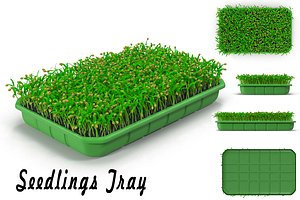 Seedlings Tray # 1