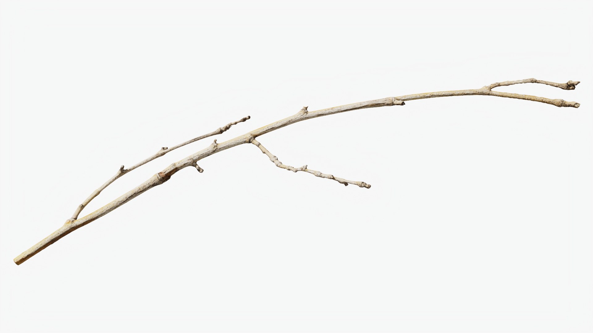 3D model Scanned Sprig 08 StemCell https://p.turbosquid.com/ts-thumb/Aj/txYkz3/1b/twig_08_p04/jpg/1745652629/1920x1080/fit_q87/f3c930f4b746e4df6a4eb7c30c0d475ce57b7d59/twig_08_p04.jpg