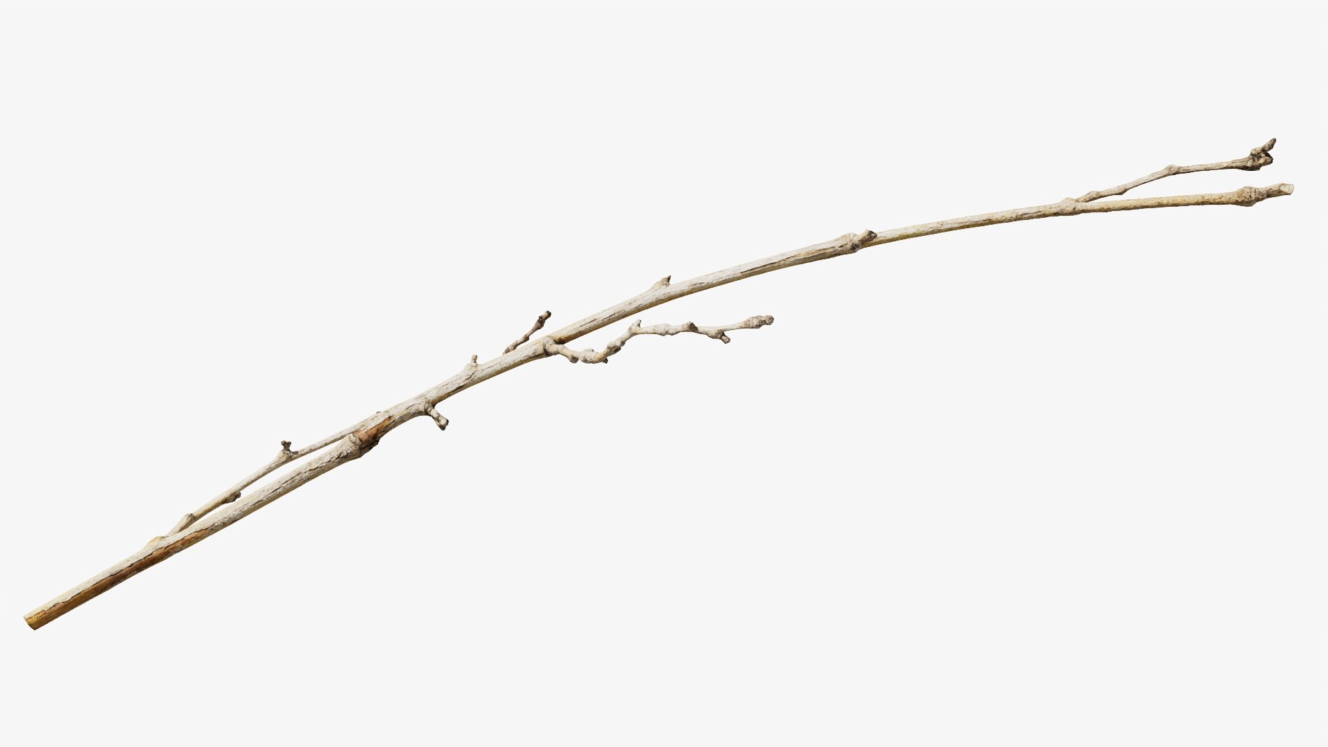 3D model Scanned Sprig 08 StemCell https://p.turbosquid.com/ts-thumb/Aj/txYkz3/An/twig_08_p03/jpg/1745652628/1920x1080/fit_q87/b2e2f767dda67db66d6f1ef221f4a5dea2a71da7/twig_08_p03.jpg
