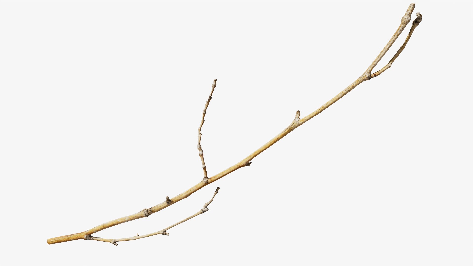 3D model Scanned Sprig 08 StemCell https://p.turbosquid.com/ts-thumb/Aj/txYkz3/x9/twig_08_context/jpg/1745652626/1920x1080/fit_q87/9189211d359da024d21377617319f2a4b2bcf688/twig_08_context.jpg