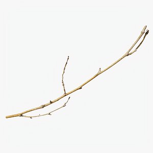 3D model Scanned Sprig 08 StemCell