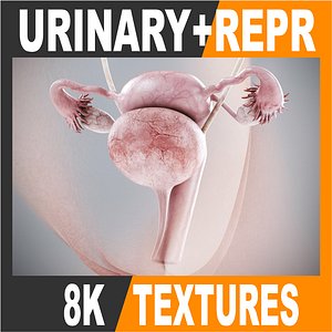 dxf realistic human male body