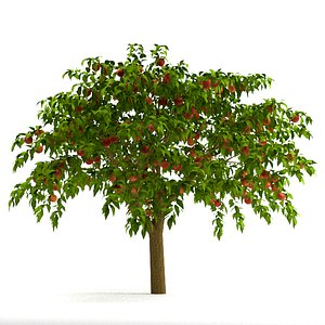 3d peach tree model