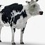 Cow 03