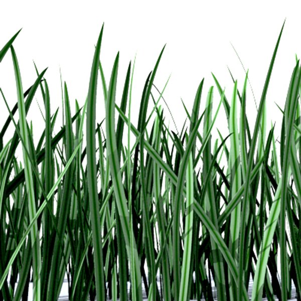 3d model tuft grass lawn