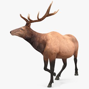 Realistic Elk Rigged for Cinema 4D