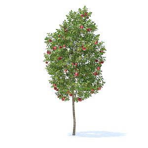 apple tree 3 8m 3D model