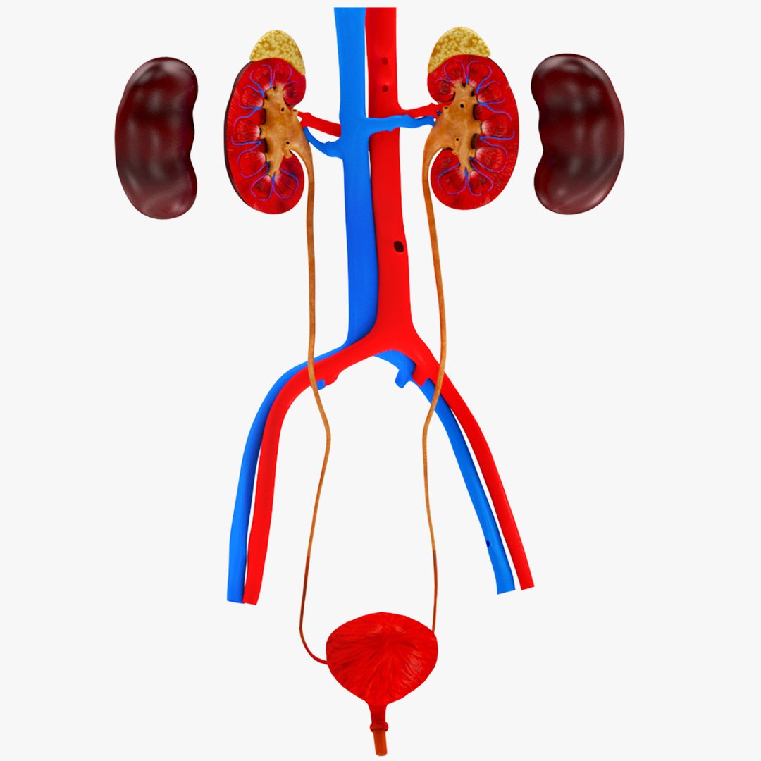 Urinary System 3D Model - TurboSquid 1858179