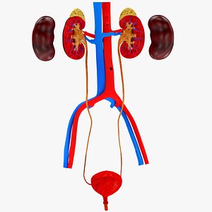 Urinary system