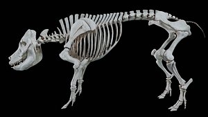 Pig Hyper-realistic skeleton Project 3D mode 3D model model
