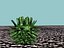 10 cactos