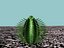 10 cactos
