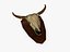 3d buffalo skull trophy model