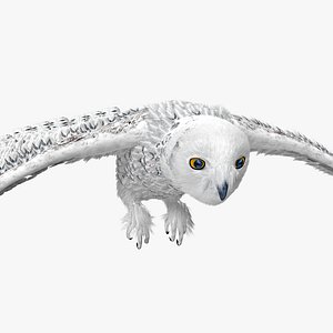 Snowy Owl Pose 1