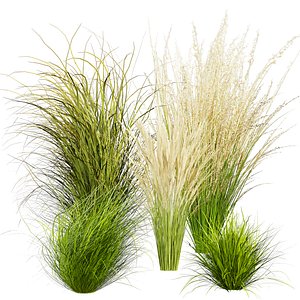 3D model plant vol 699 - grass - Switchgrass - Northwind - outdoor