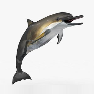 3D dolphin rigged model