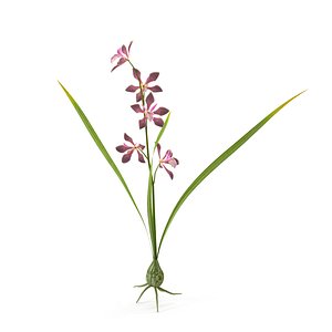 3D model Encyclia bractescens single