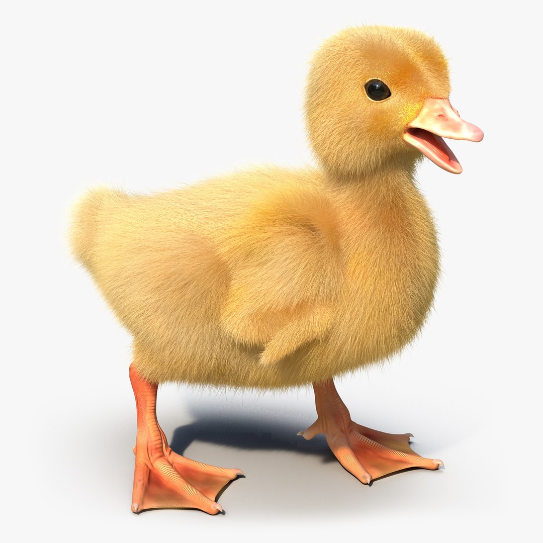 Duckling Rigged 3D model preview