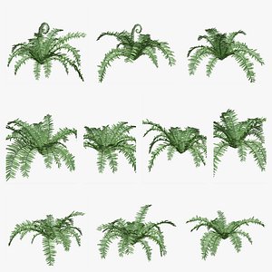 3D Boston Fern Plant Collection
