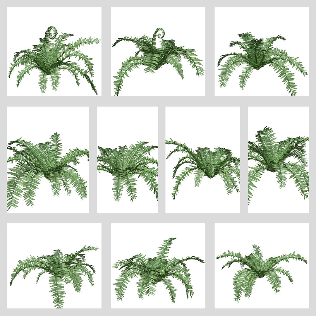 3D Boston Fern Plant Collection - TurboSquid 2378056