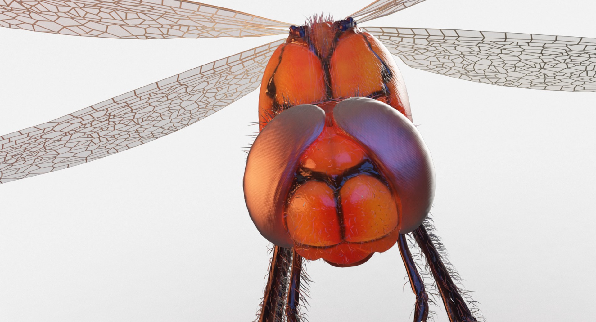 Max Dragonfly Rigged Animation