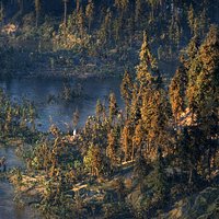Realistic Conifer Pine Tree Collection.