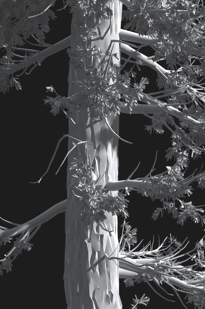 realistic conifer pine tree forest 3D model https://p.turbosquid.com/ts-thumb/Ak/pbA21B/2vAhOsp1/cp0204s/jpg/1571048733/1920x1080/fit_q87/6edc45473377ffdf2914acc4e131d830128c8c0e/cp0204s.jpg