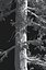 Realistic Conifer Pine Tree Collection.