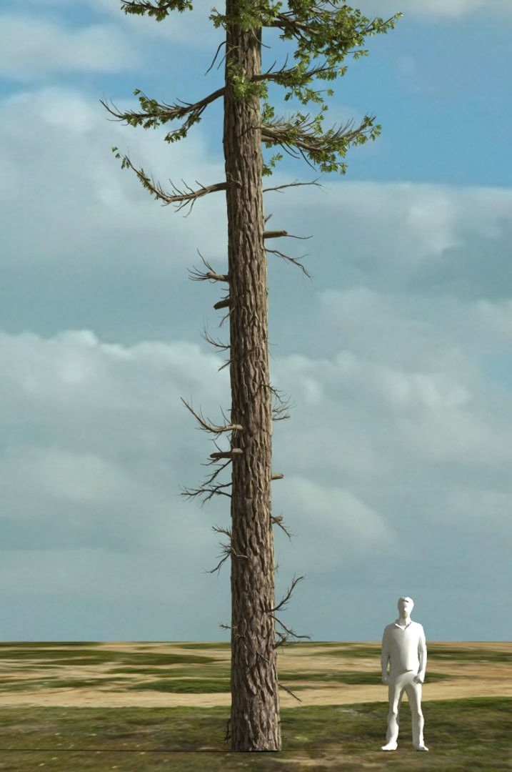 realistic conifer pine tree forest 3D model https://p.turbosquid.com/ts-thumb/Ak/pbA21B/9eWF0pnU/cp0202/jpg/1571048733/1920x1080/fit_q87/b33fb5ea41809026361e4b9002e382f6bcfc7ce9/cp0202.jpg