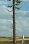 Realistic Conifer Pine Tree Collection.