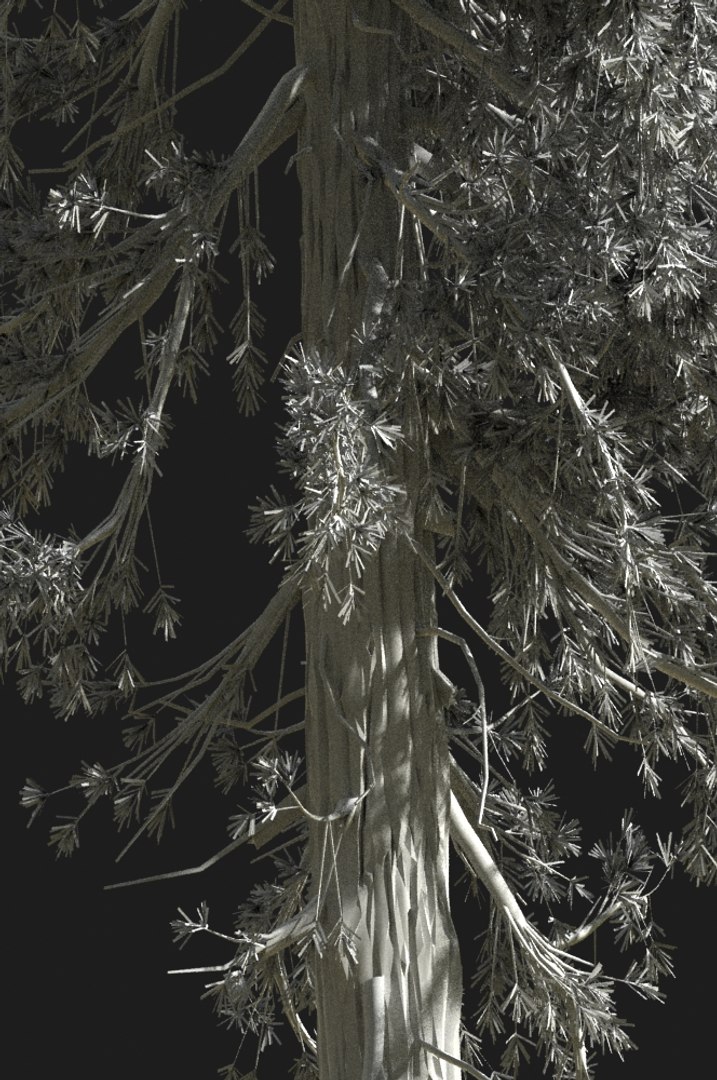 realistic conifer pine tree forest 3D model https://p.turbosquid.com/ts-thumb/Ak/pbA21B/Jj2AHXzI/cp0104s/jpg/1571048703/1920x1080/fit_q87/d89304cf2b8afa5f2e93814a827aa93935f549bb/cp0104s.jpg