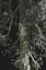 Realistic Conifer Pine Tree Collection.