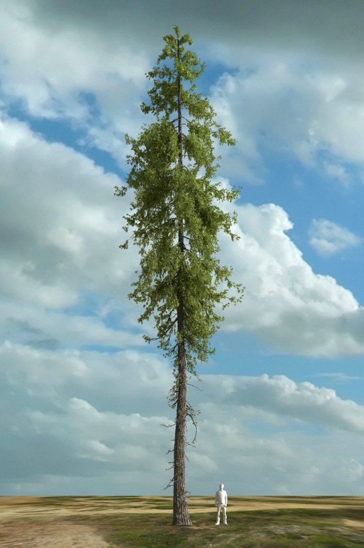 realistic conifer pine tree forest 3D model https://p.turbosquid.com/ts-thumb/Ak/pbA21B/Ku3aDWRi/cp0101/jpg/1571048703/1920x1080/fit_q87/a11c94bf14d72dd5af350456aab87ce69eb6f685/cp0101.jpg