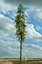 Realistic Conifer Pine Tree Collection.