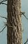 Realistic Conifer Pine Tree Collection.