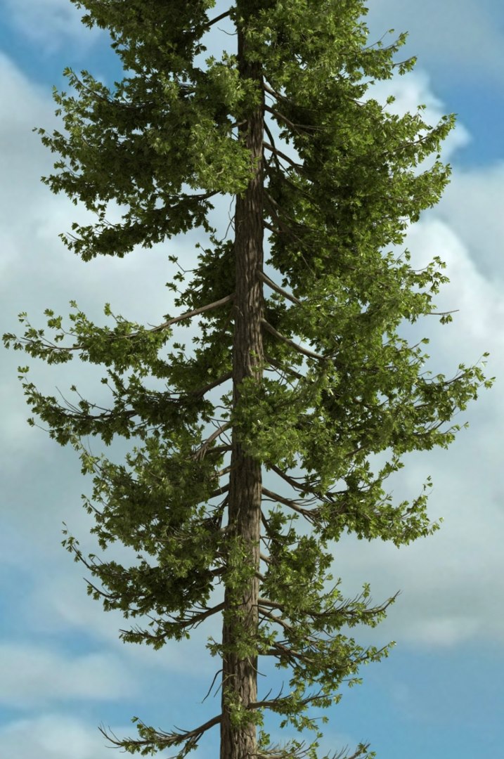 realistic conifer pine tree forest 3D model https://p.turbosquid.com/ts-thumb/Ak/pbA21B/MXbYQgWb/cp0203/jpg/1571048733/1920x1080/fit_q87/6b88c4e220837c673a8042bcb8e5e330731e24f6/cp0203.jpg