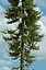 Realistic Conifer Pine Tree Collection.